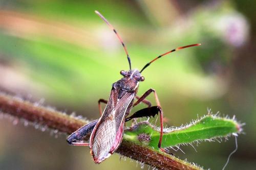 Réf. 252 182 : Camptopus lateralis